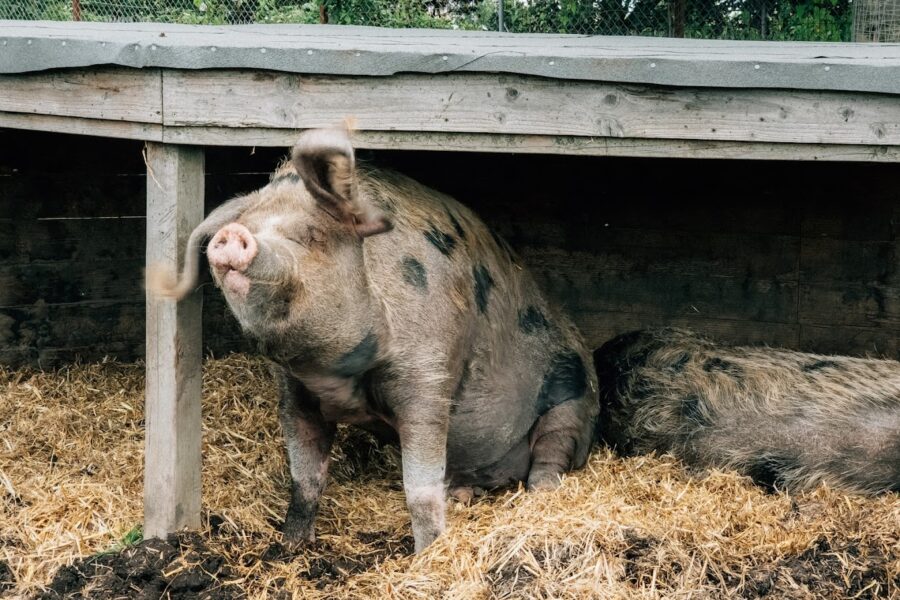 Kentish Town City Farm In London