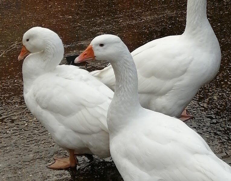 Kentish Town City Farm In London