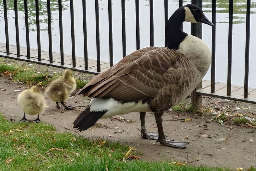 Southwark Park Playground, London