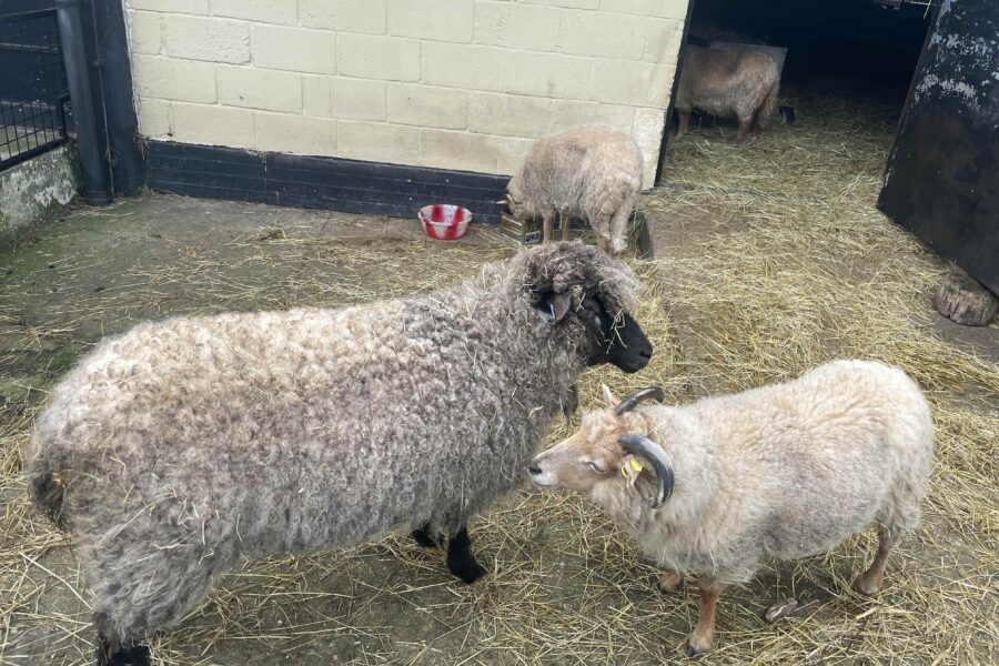 Freightliners City Farm in Islington, London
