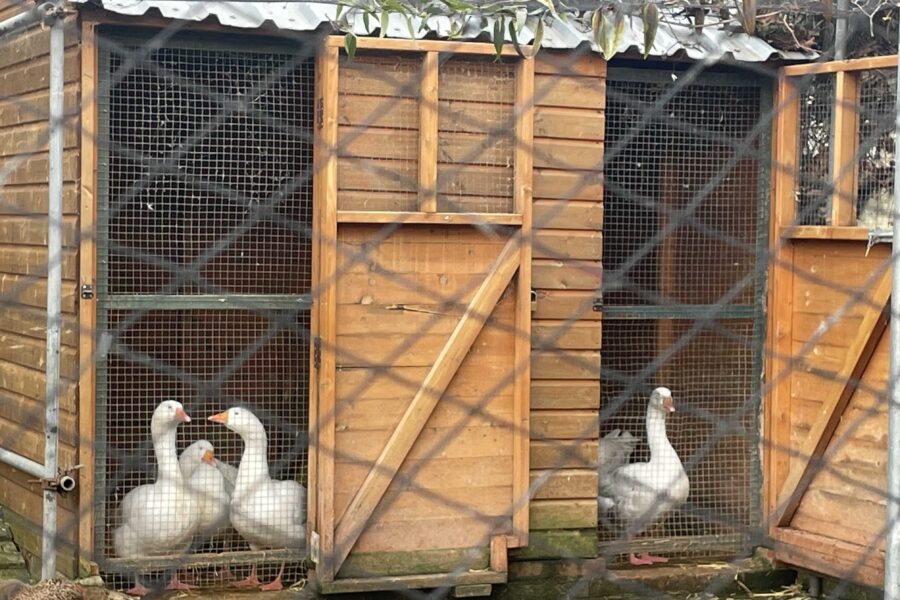 Freightliners City Farm in Islington, London